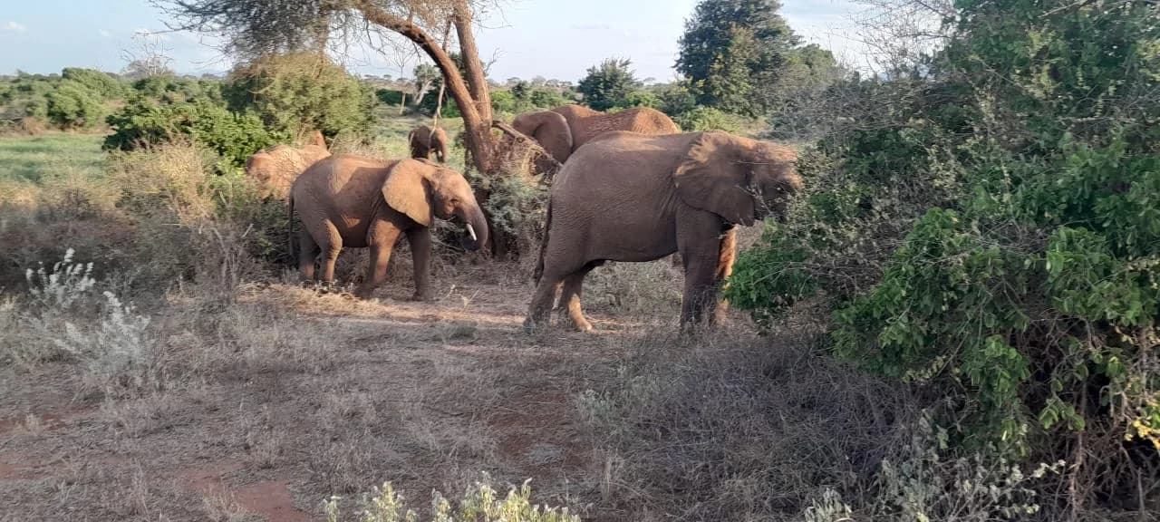 Red-dusted elephants under an acacia tree in Tsavo