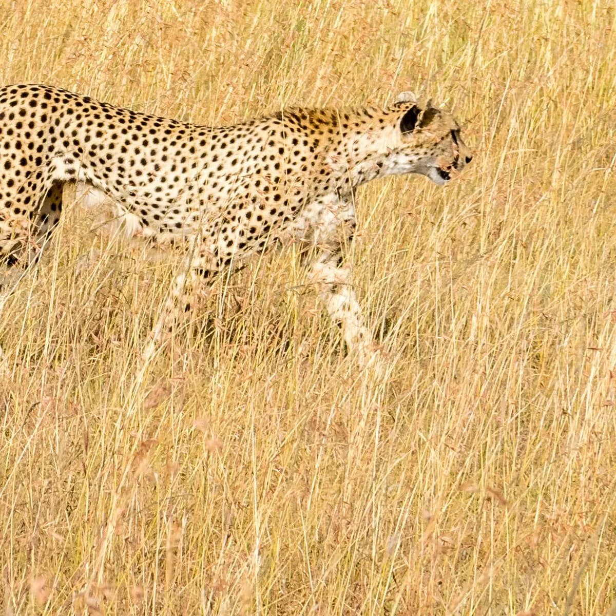 A cheetah walking through tall golden grass in Tsavo